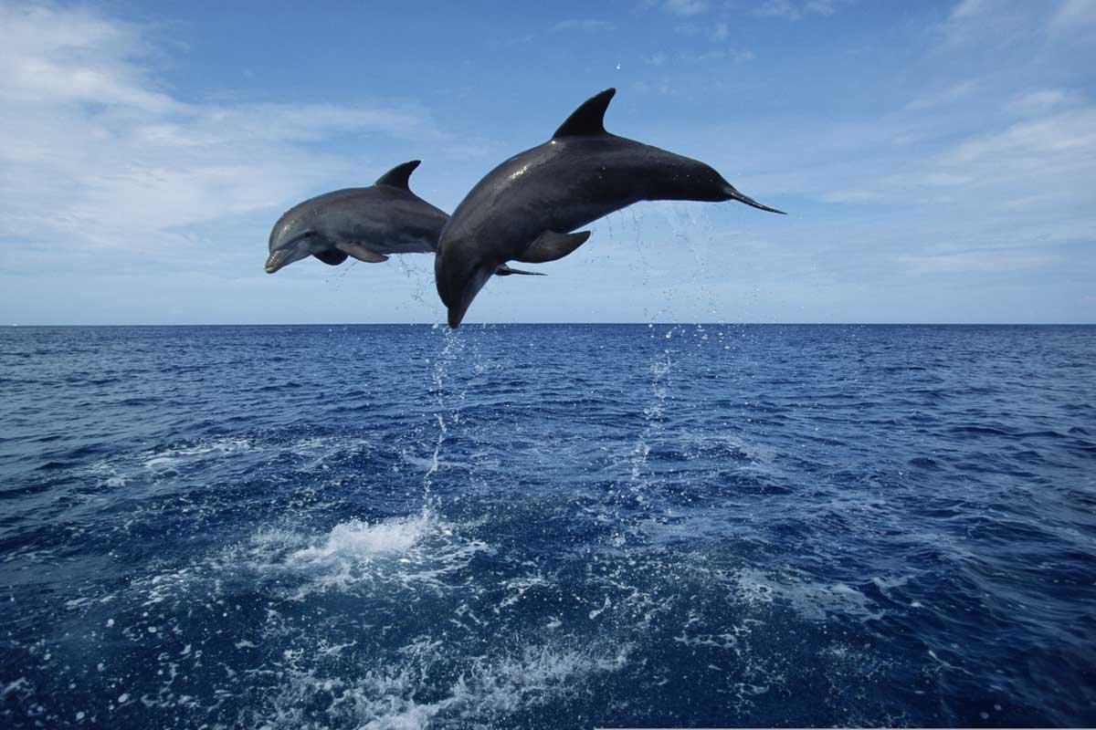 Lovina Dolphin & Sekumpul Waterfall - private tour from Ubud, Bali