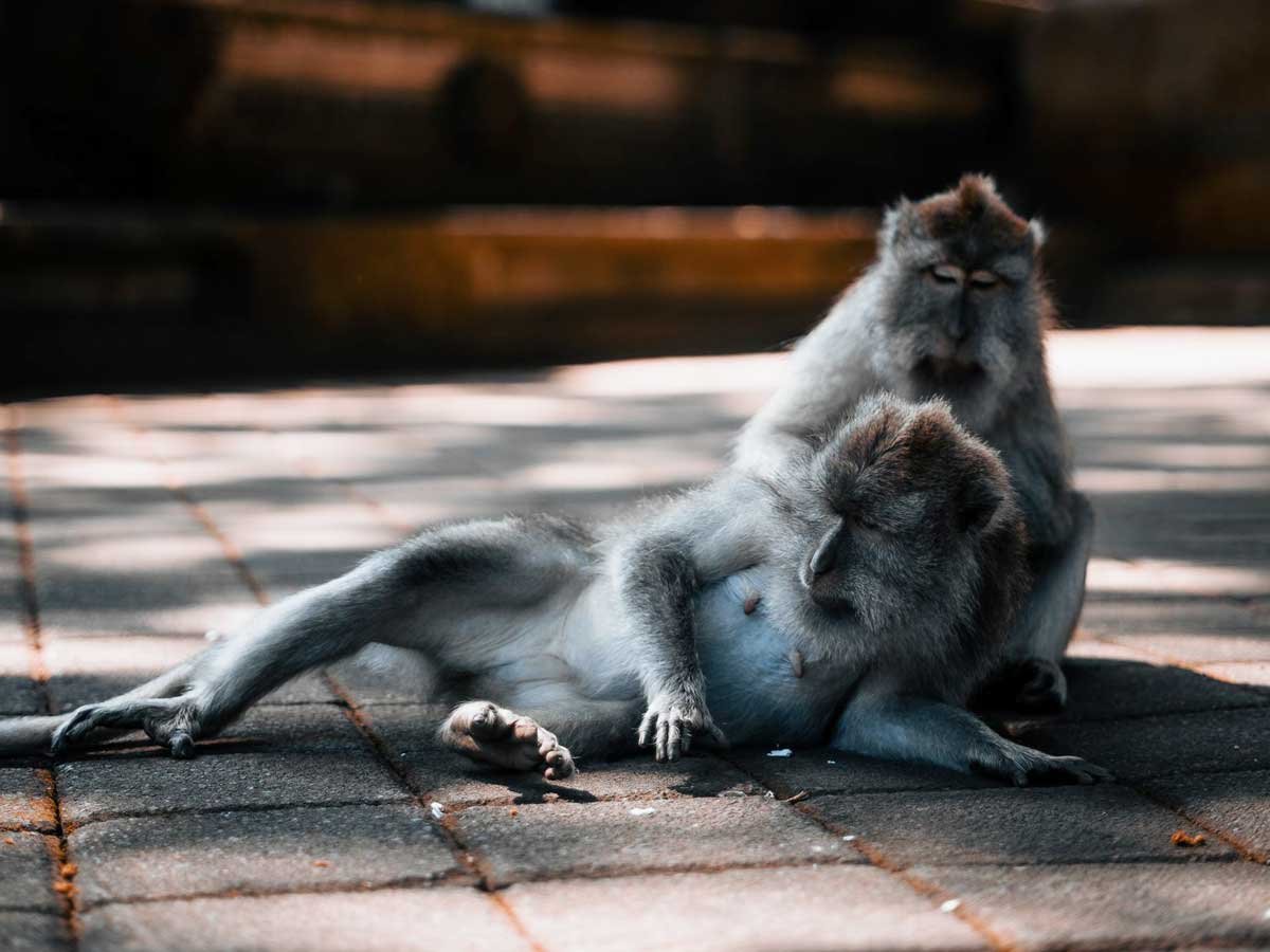 Monkey Forest, Bali