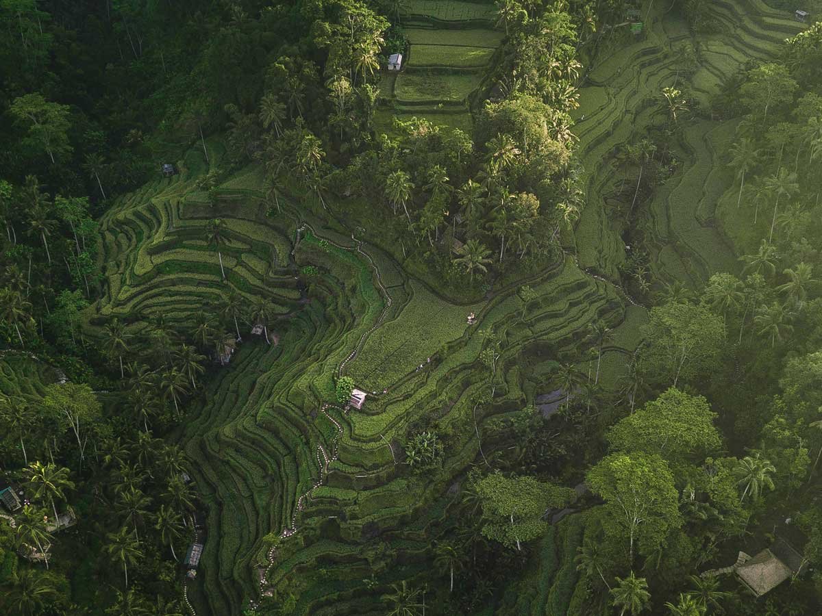 Tegalalang rice terrace north of Ubud