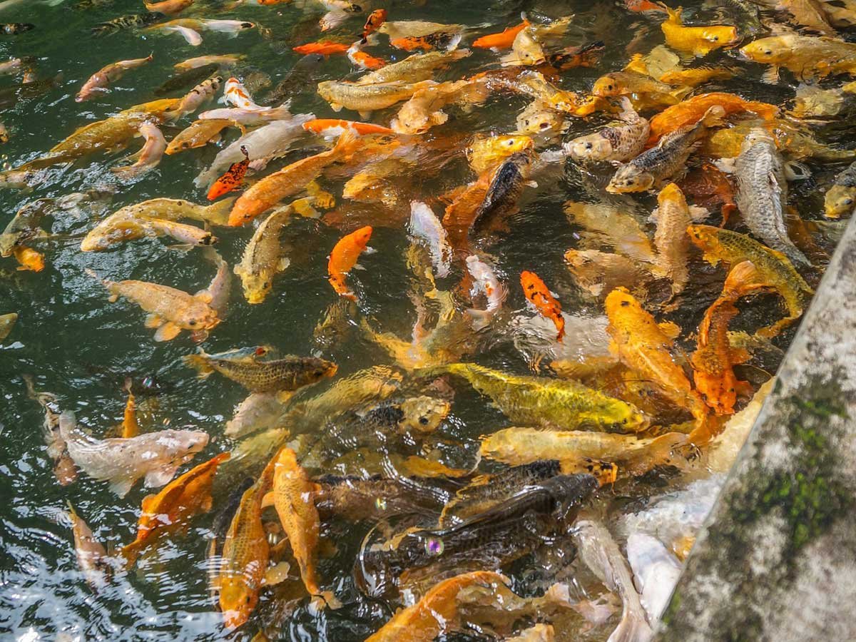 Tirta Empul Koi Pond, Bali