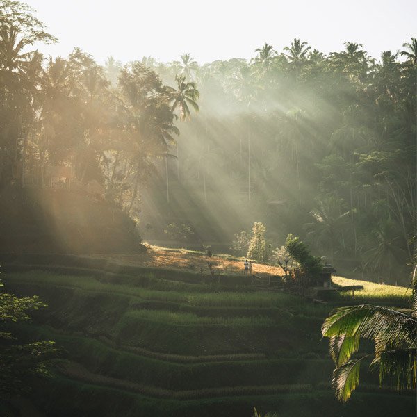 Ubud Tour - private tour from Ubud, Bali